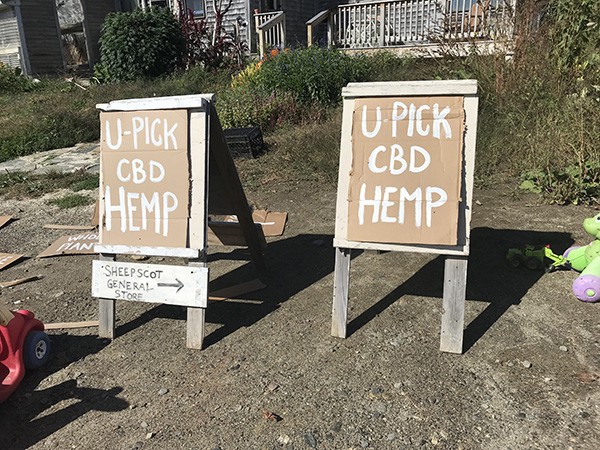 upick-hemp-when-you-have-more-than-you-want-harvest
